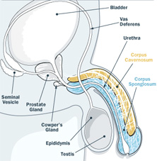 impotence in Men